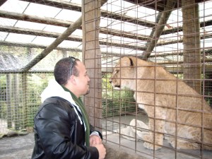 Having a conversation with a lion.